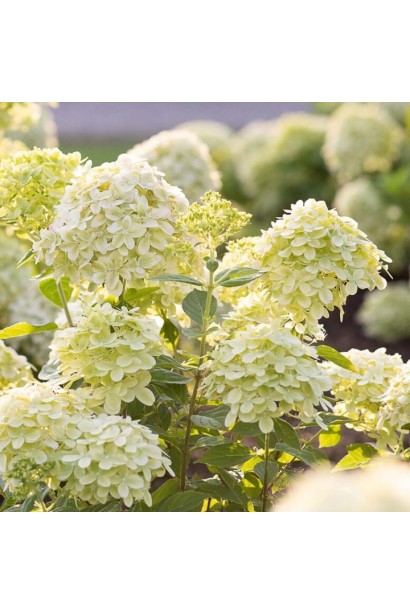 Hydrangea paniculata Touch of Pink